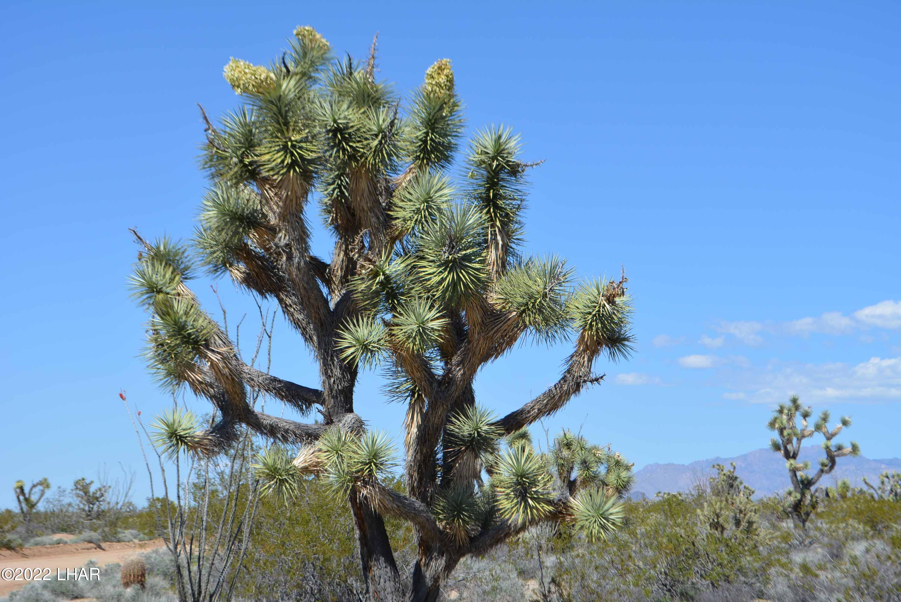 450 South Kit Carson Road Yucca, AZ 86438 - Photo 28 of 33 DSC_0787