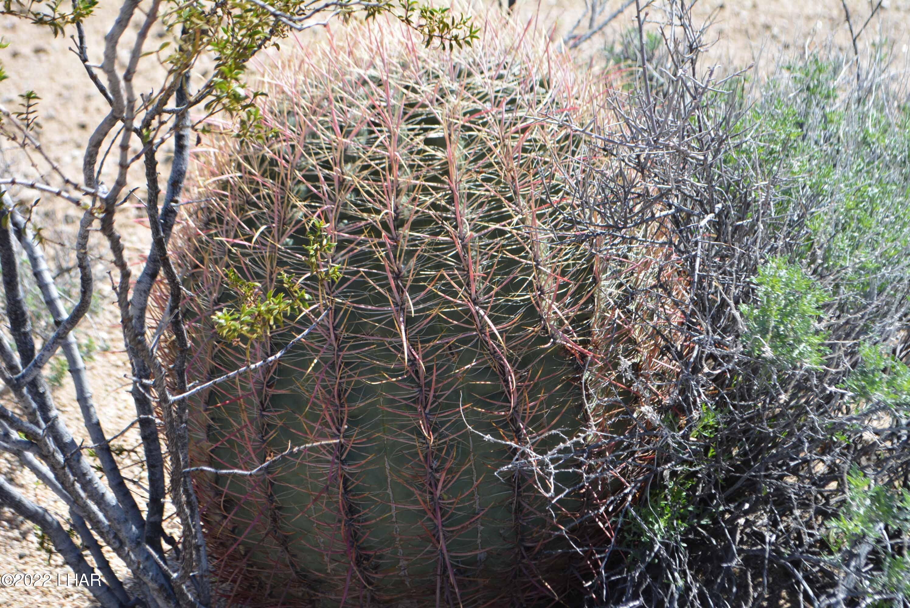 450 South Kit Carson Road Yucca, AZ 86438 - Photo 29 of 33 DSC_0788