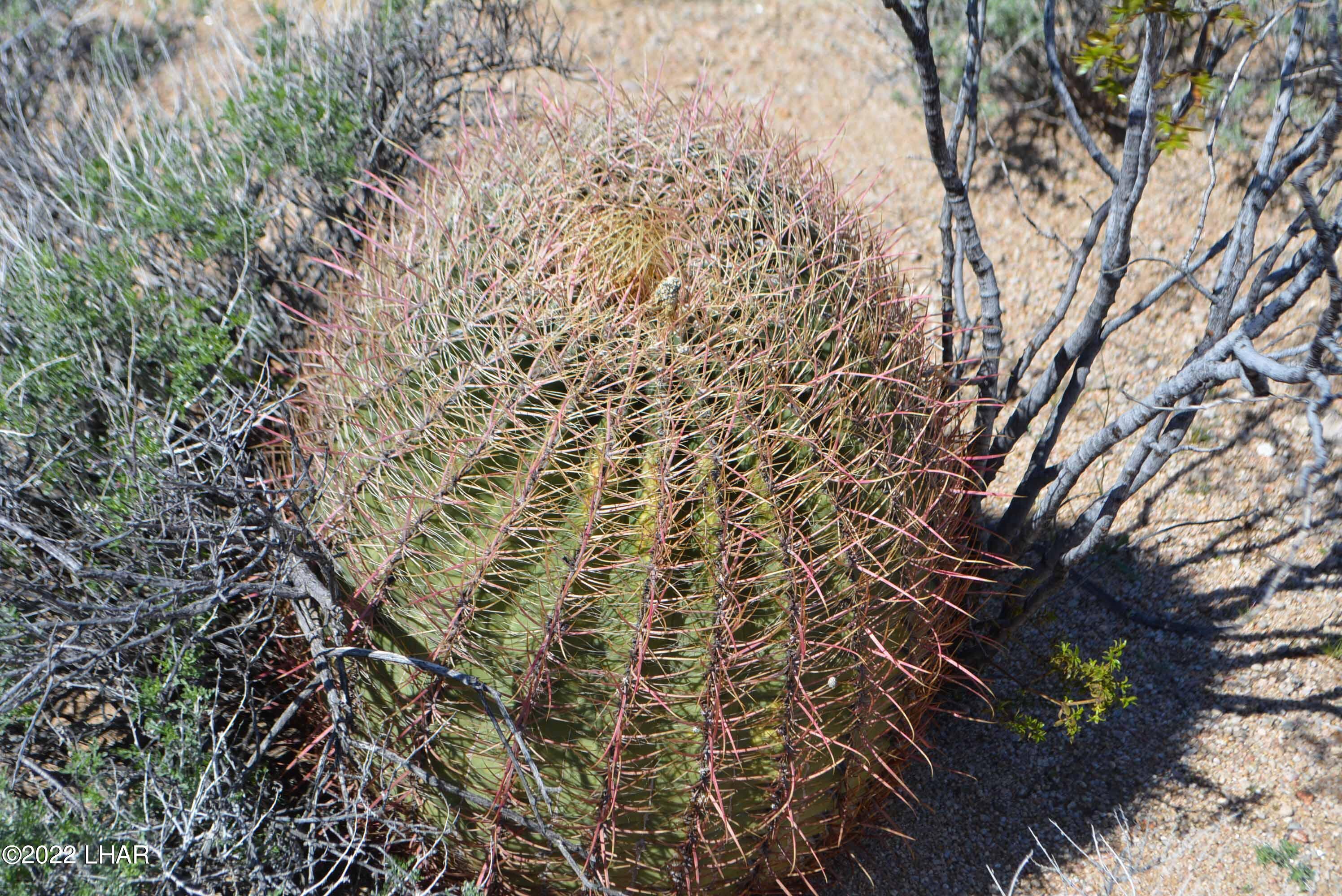 450 South Kit Carson Road Yucca, AZ 86438 - Photo 30 of 33 DSC_0789