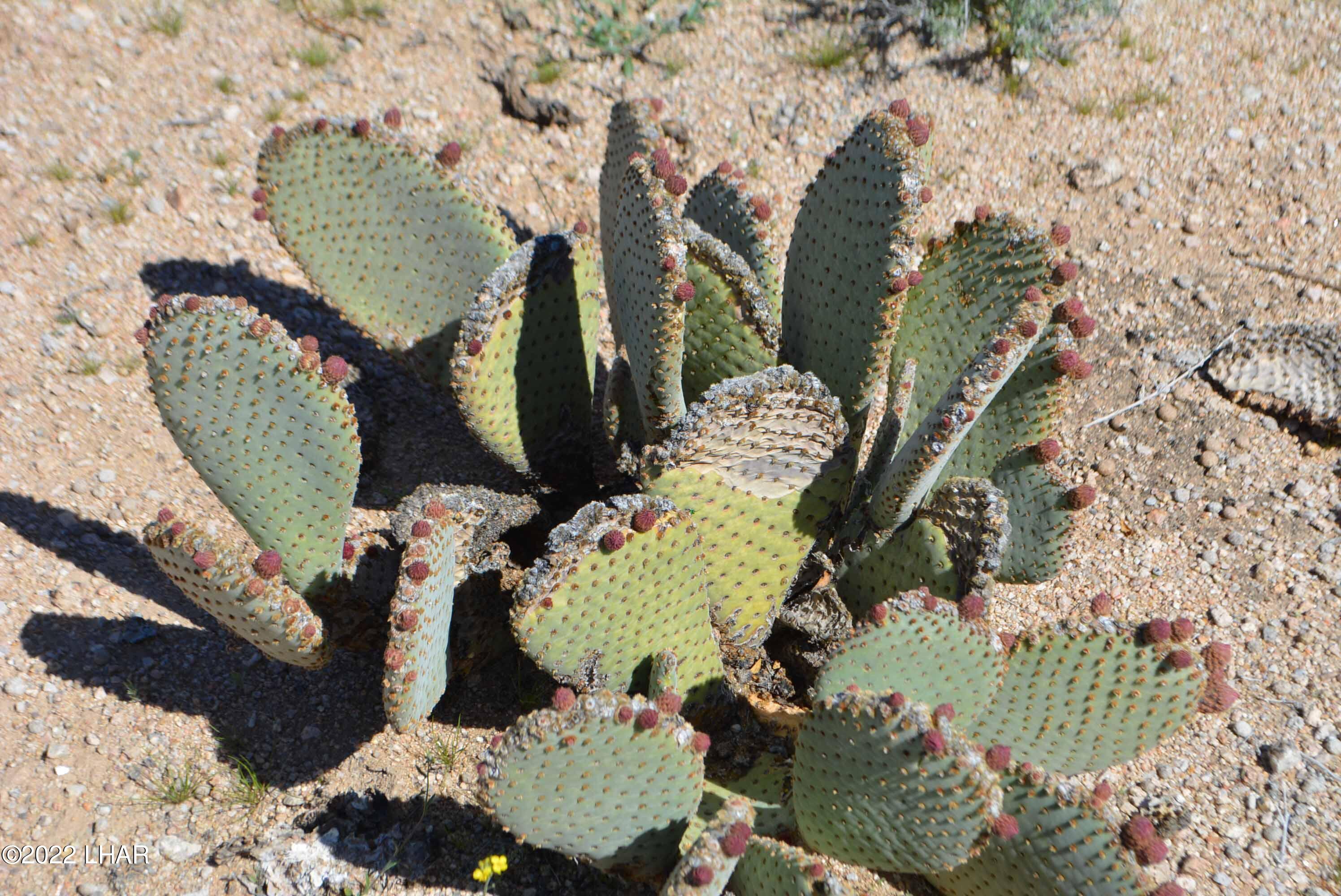 450 South Kit Carson Road Yucca, AZ 86438 - Photo 31 of 33 DSC_0790