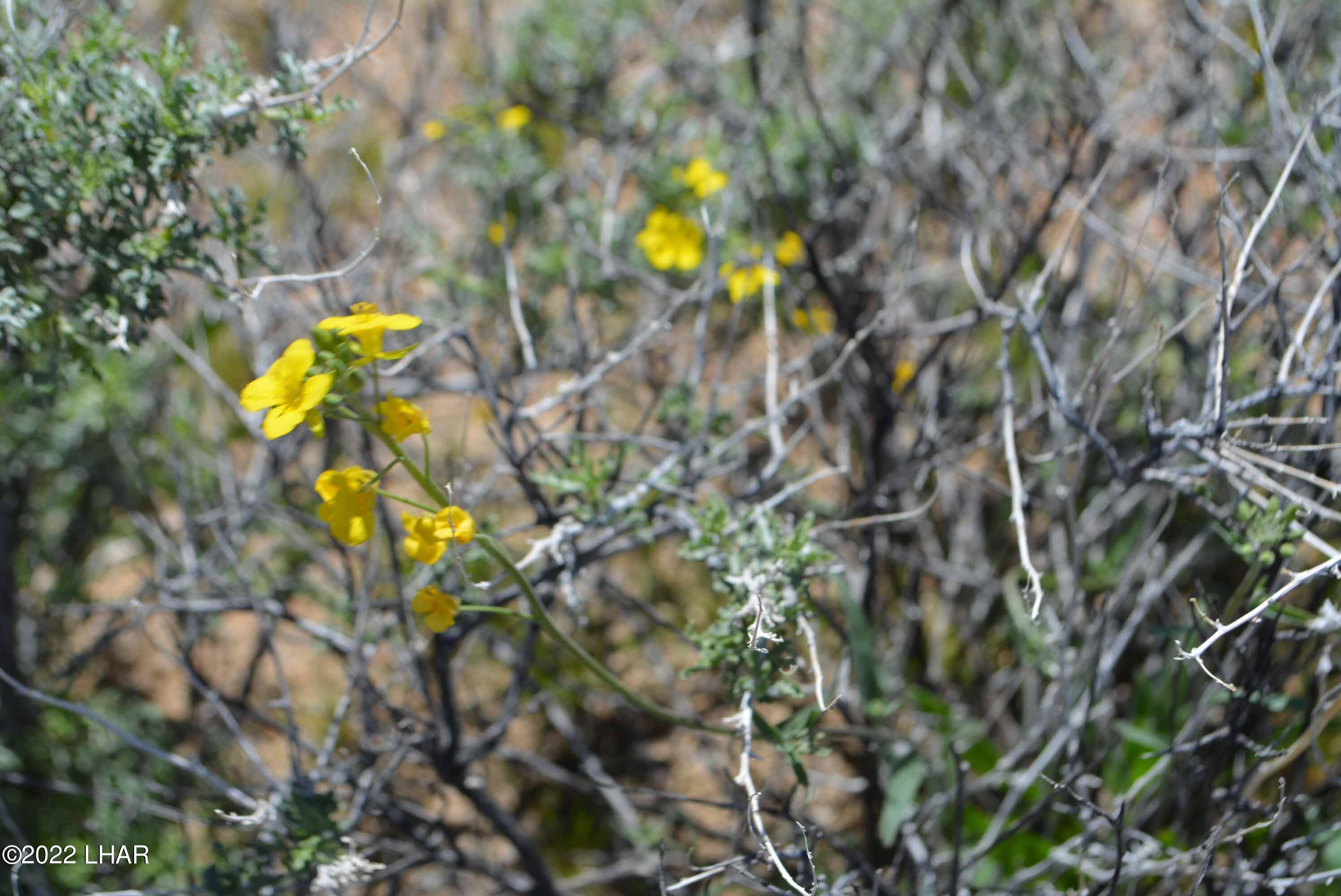 450 South Kit Carson Road Yucca, AZ 86438 - Photo 9 of 33 DSC_0767