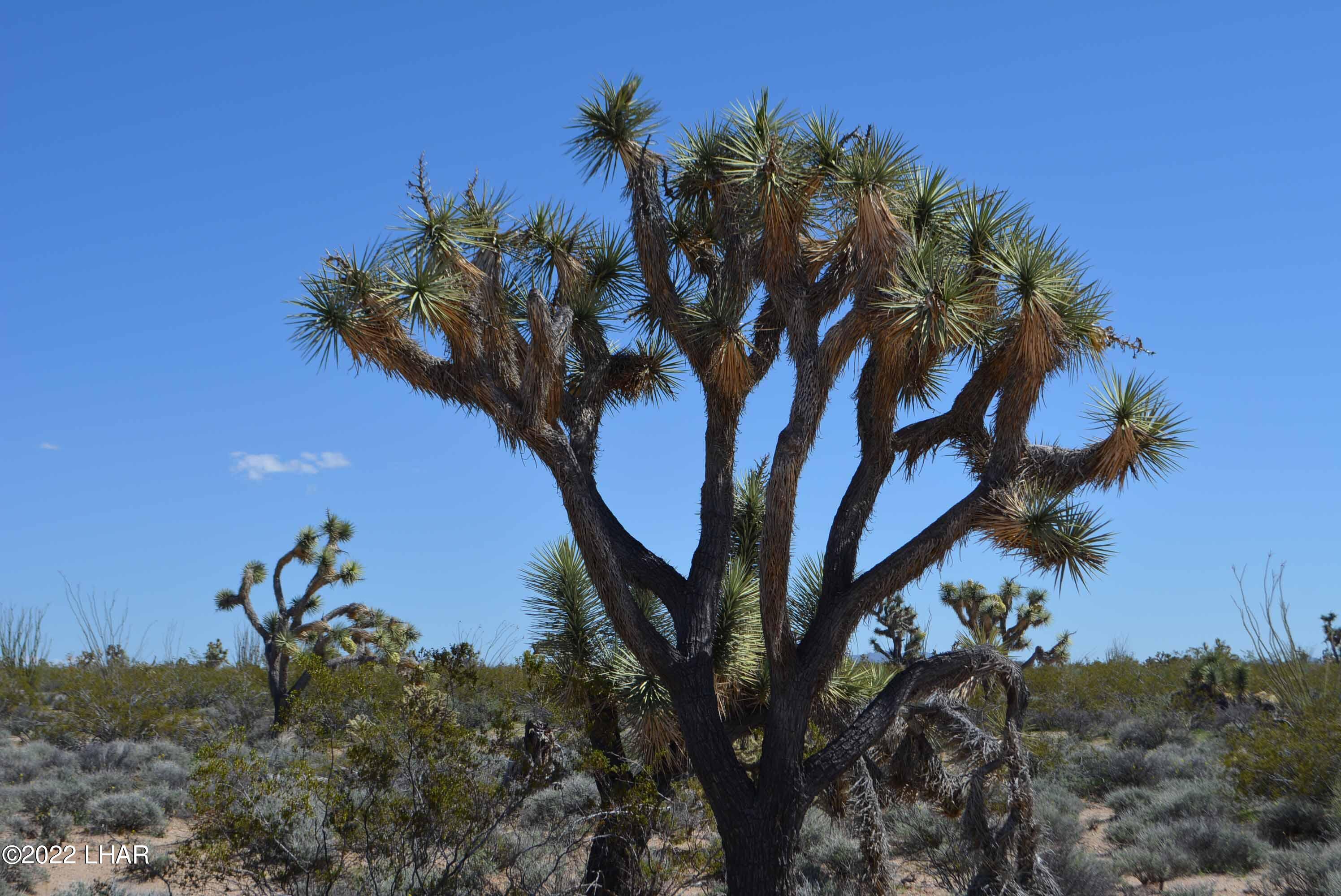 450 South Kit Carson Road Yucca, AZ 86438 - Photo 10 of 33 DSC_0768