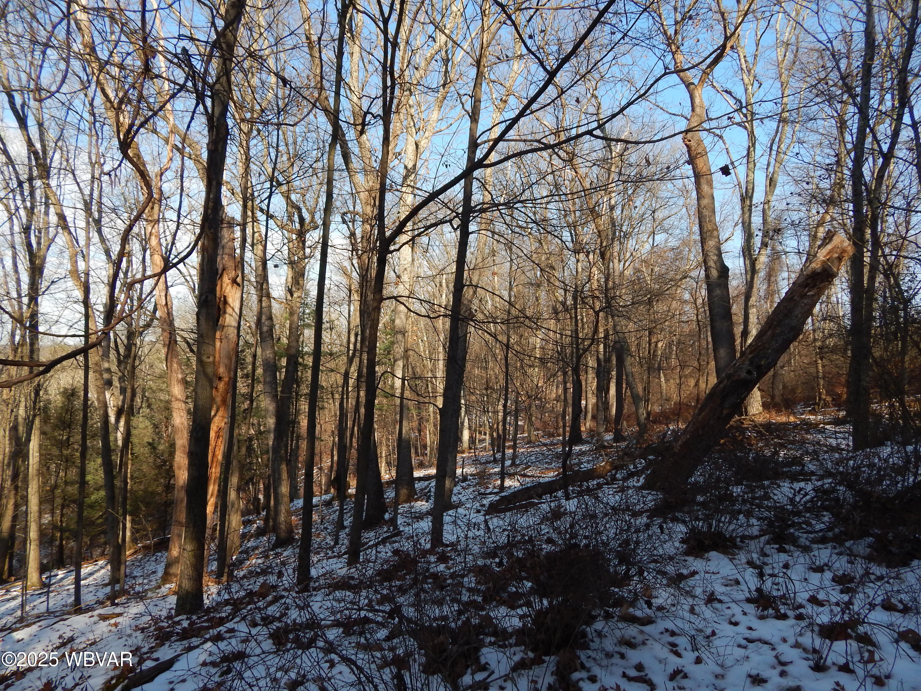 2110 Northway Road, Unit LOT 3 Williamsport, PA 17701 - Photo 4 of 8 Mature timber and wildlife