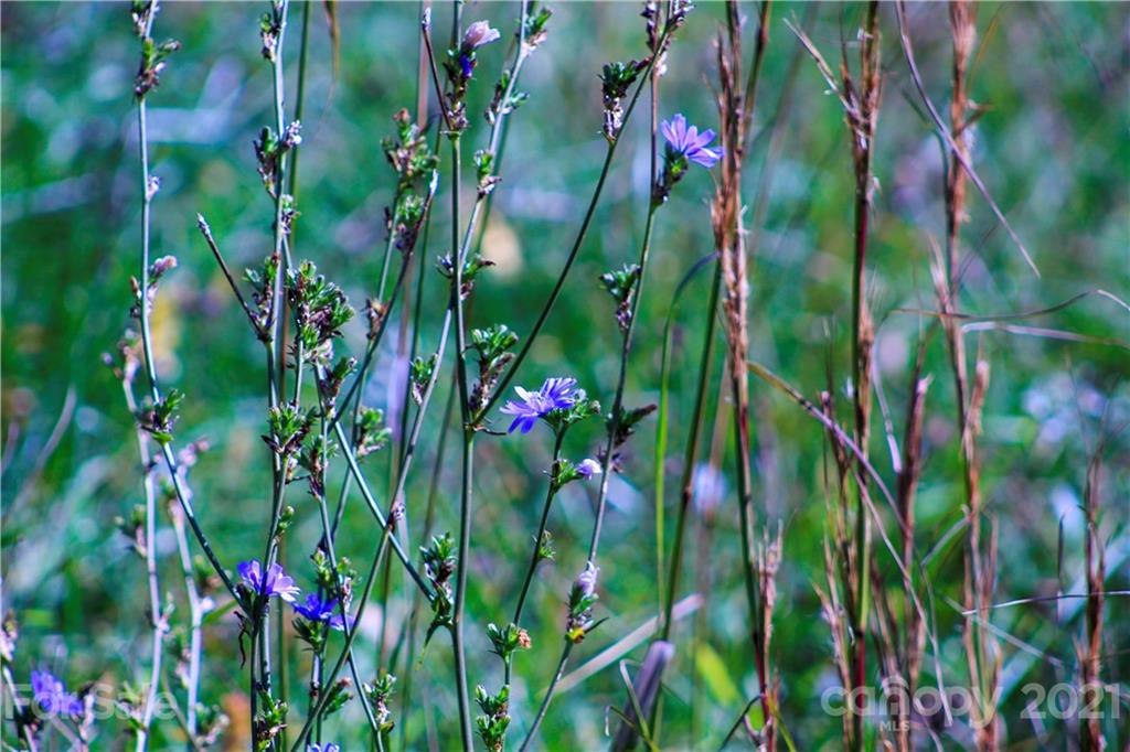 2067 Emmas Grove Road Fairview, NC 28730 - Photo 8 of 21 Gallery Image 8