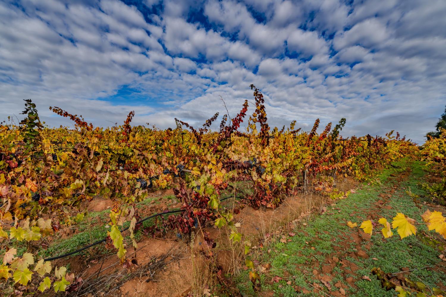 10786 Shenandoah Road Plymouth, CA 95669 - Photo 88 of 99 a view of a bunch of trees