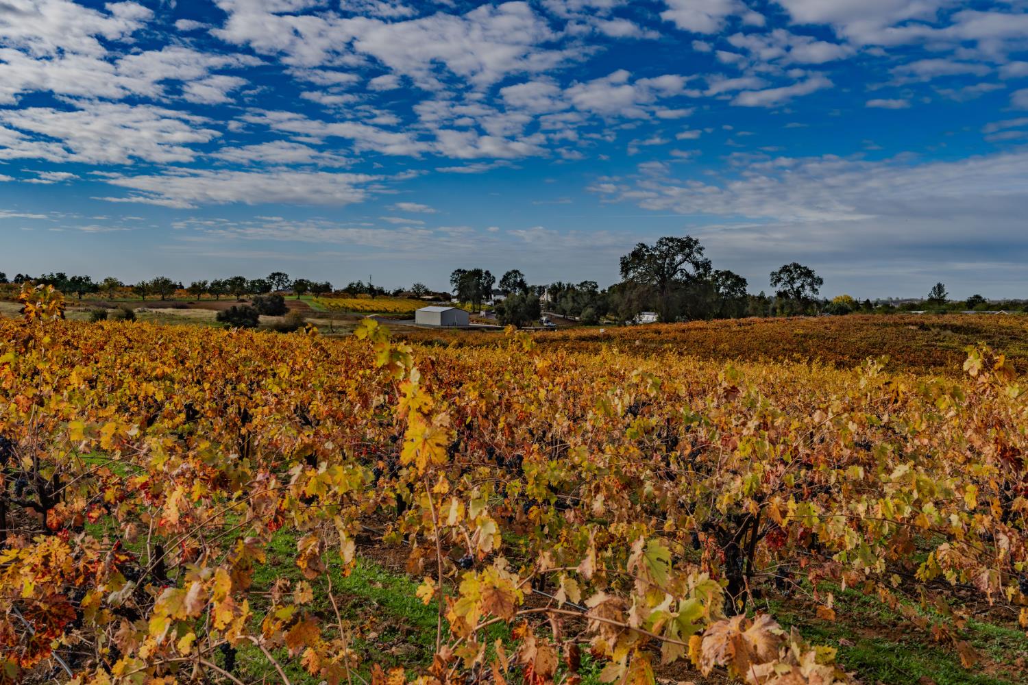 10786 Shenandoah Road Plymouth, CA 95669 - Photo 90 of 99 a view of a lake from a yard
