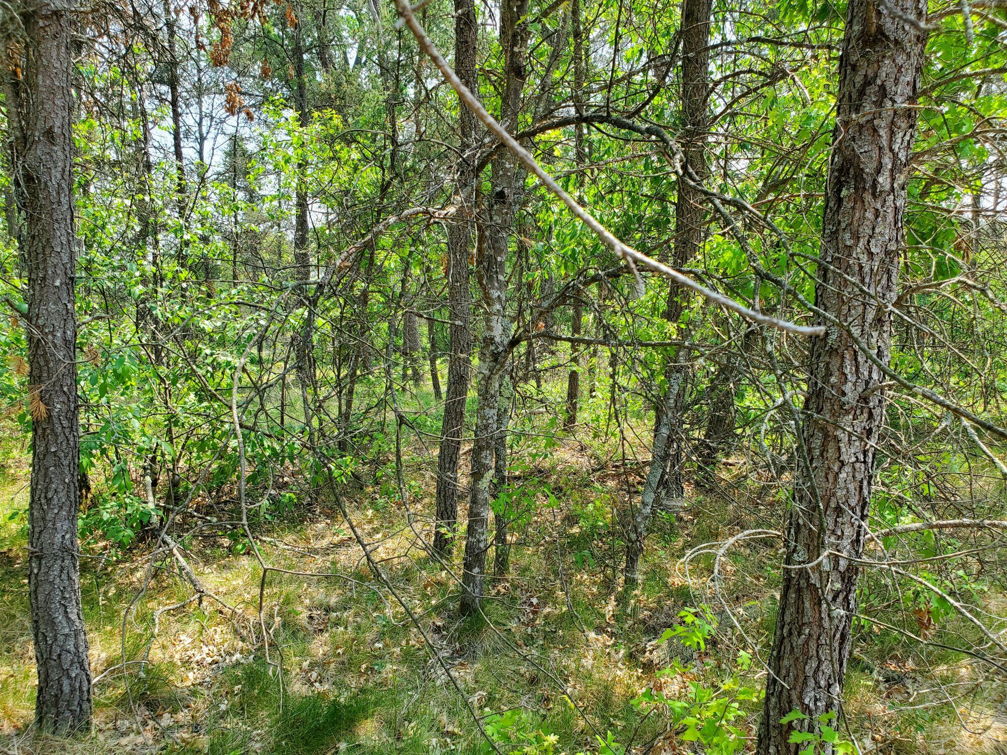 10065 North Forman Road Irons, MI 49644 - Photo 13 of 14 ver15