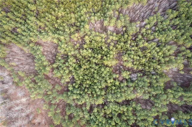 a view of a yard with a plant