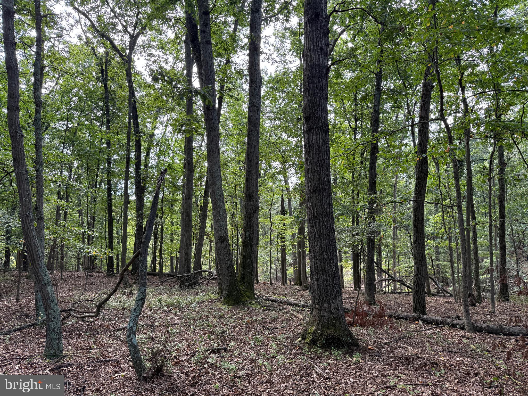 Fairview Drive Berkeley Springs, WV 25411 - Photo 5 of 22