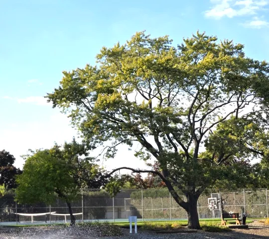 $175,000 | 1117 South Old Wilke Road, Unit 206, Rolling Meadows, IL 60005