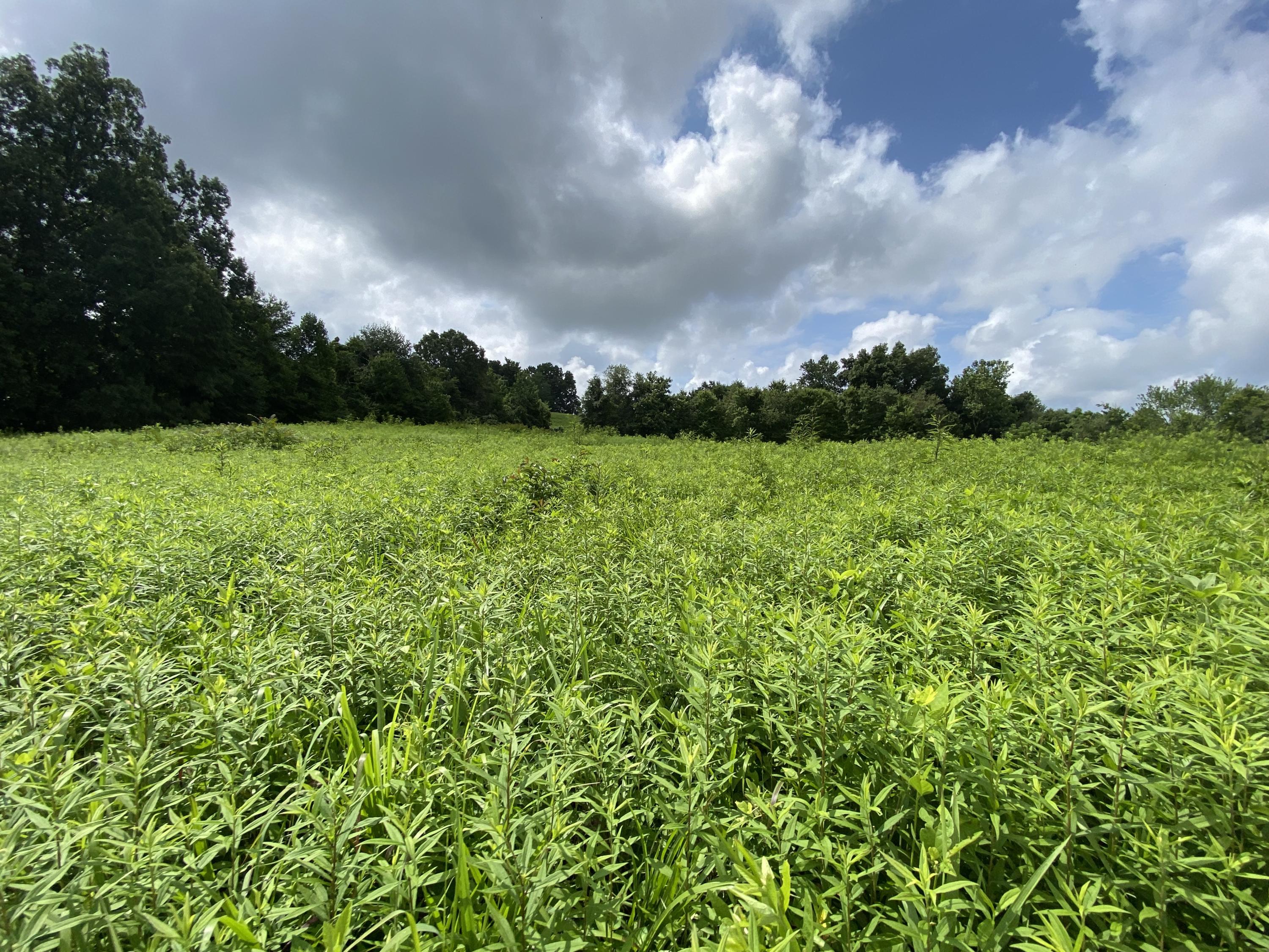 Dividing Ridge Road Speedwell, TN 37870 - Photo 1 of 12 field