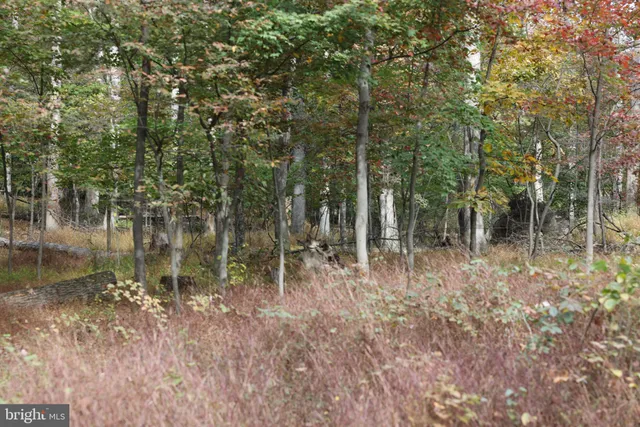 a close up of a plant