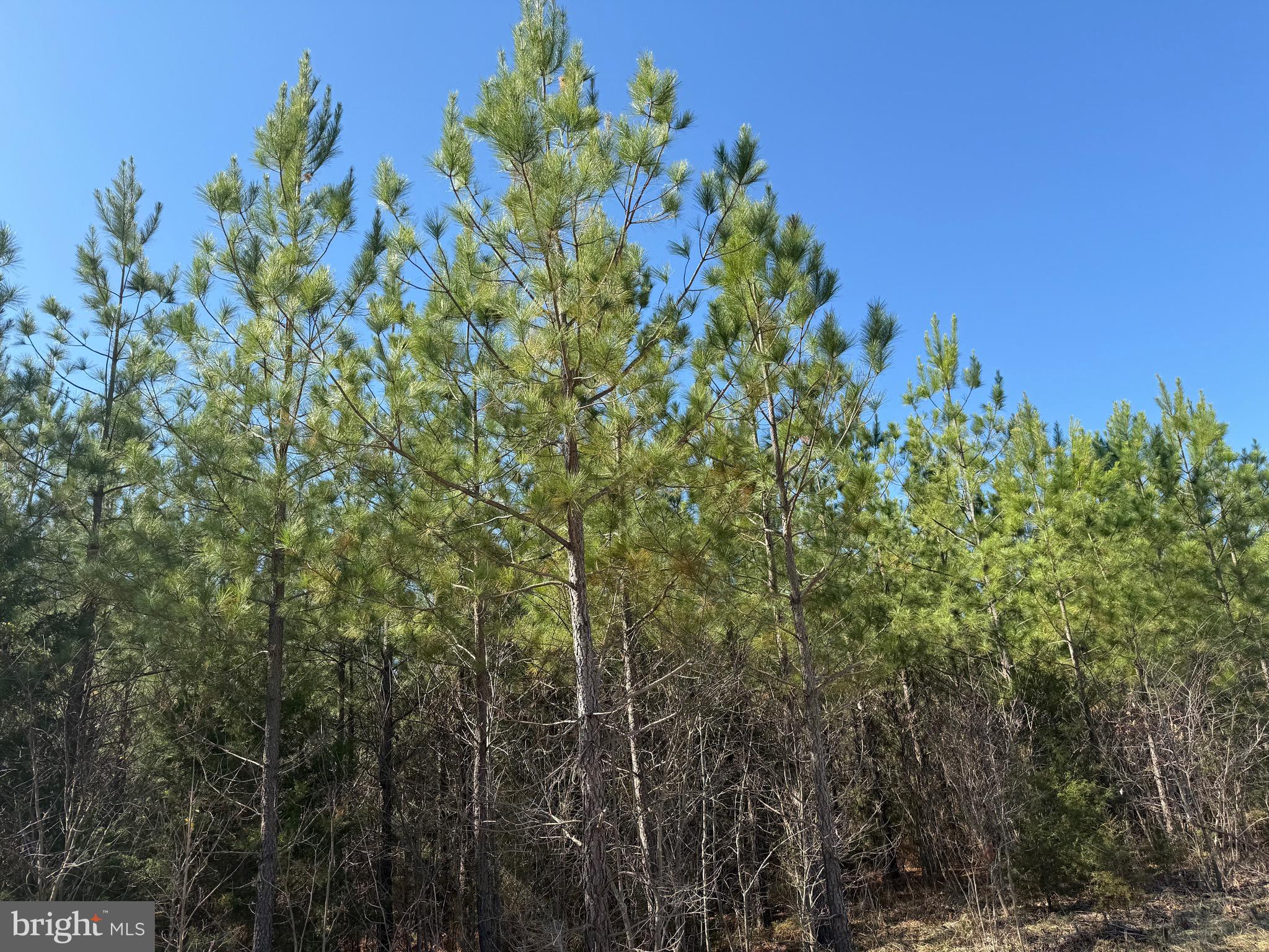 3 A Maple Bridge Road Dillwyn, VA 23936 - Photo 4 of 12