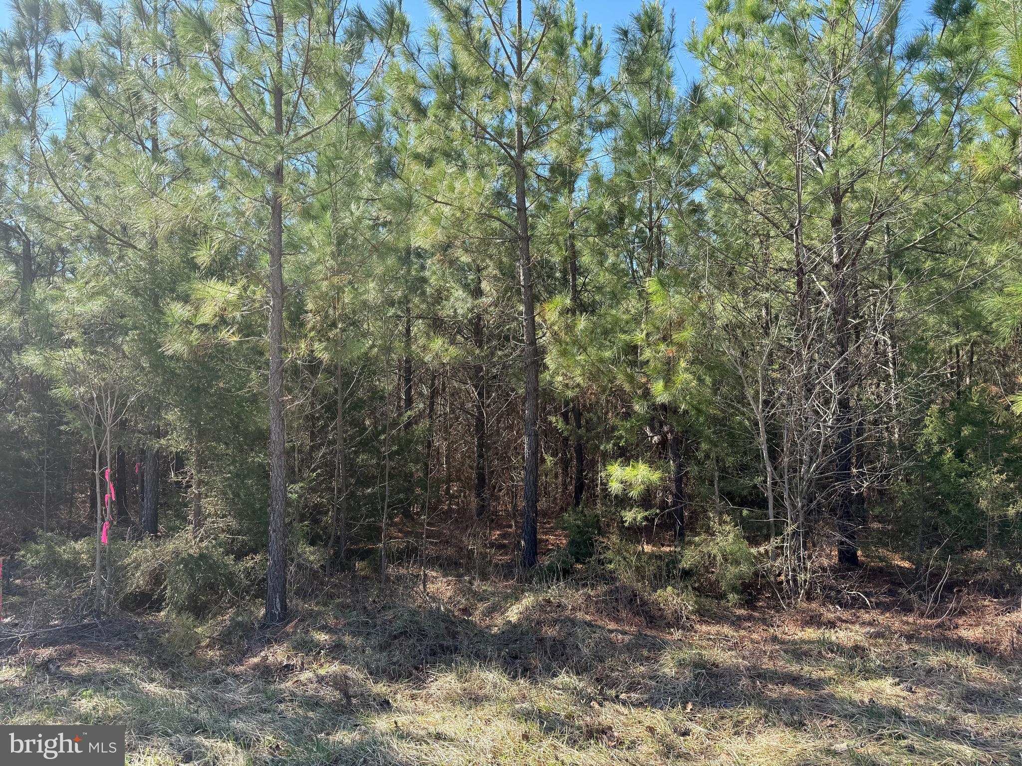 3 A Maple Bridge Road Dillwyn, VA 23936 - Photo 6 of 12