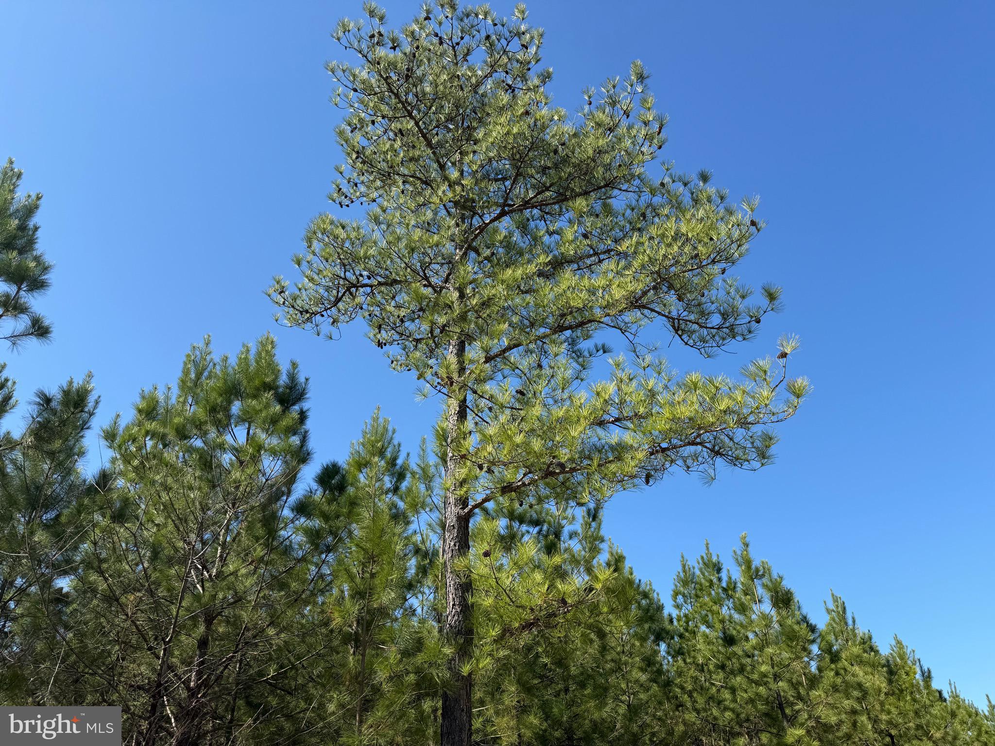 3 A Maple Bridge Road Dillwyn, VA 23936 - Photo 7 of 12