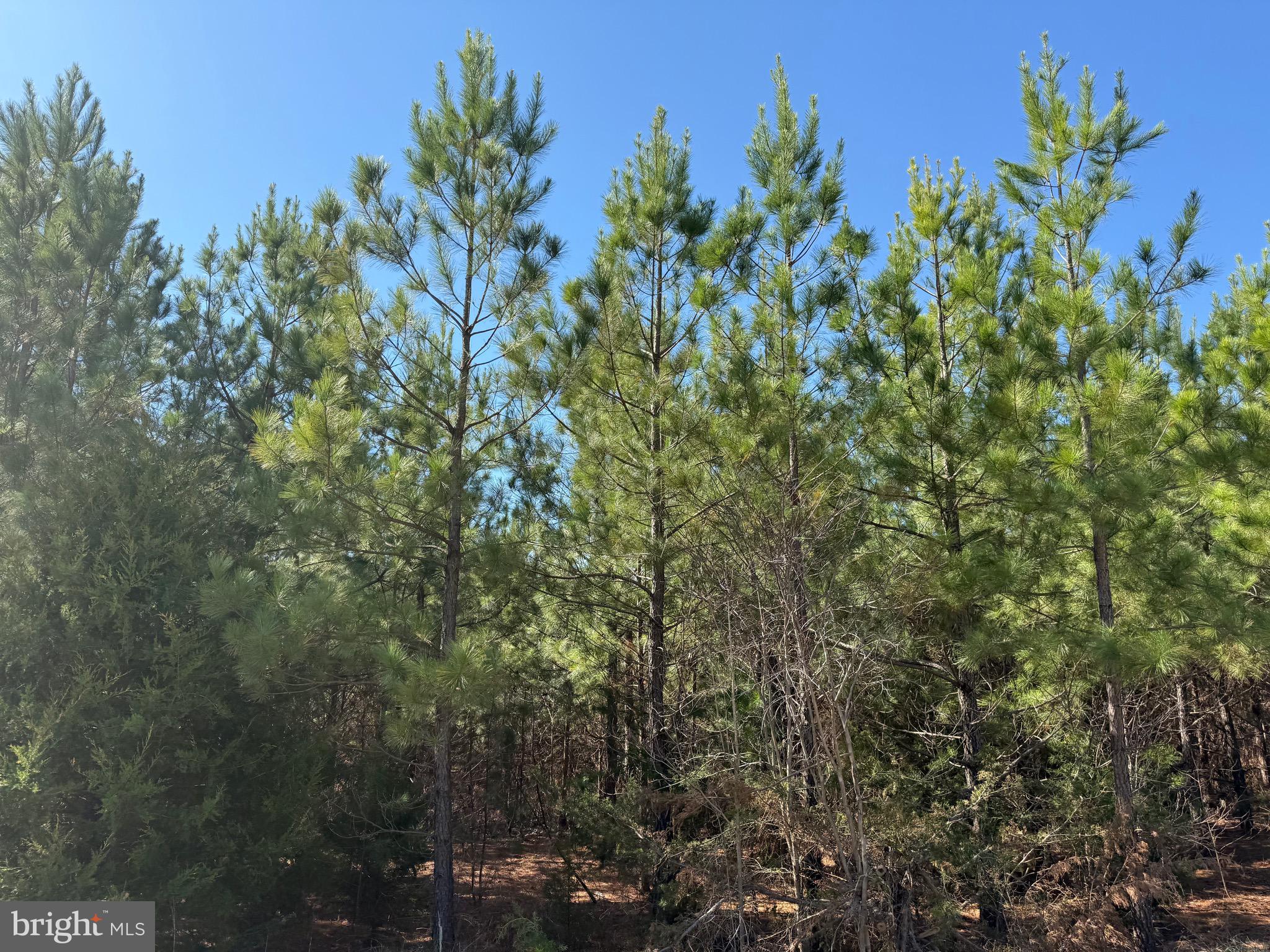 3 A Maple Bridge Road Dillwyn, VA 23936 - Photo 8 of 12