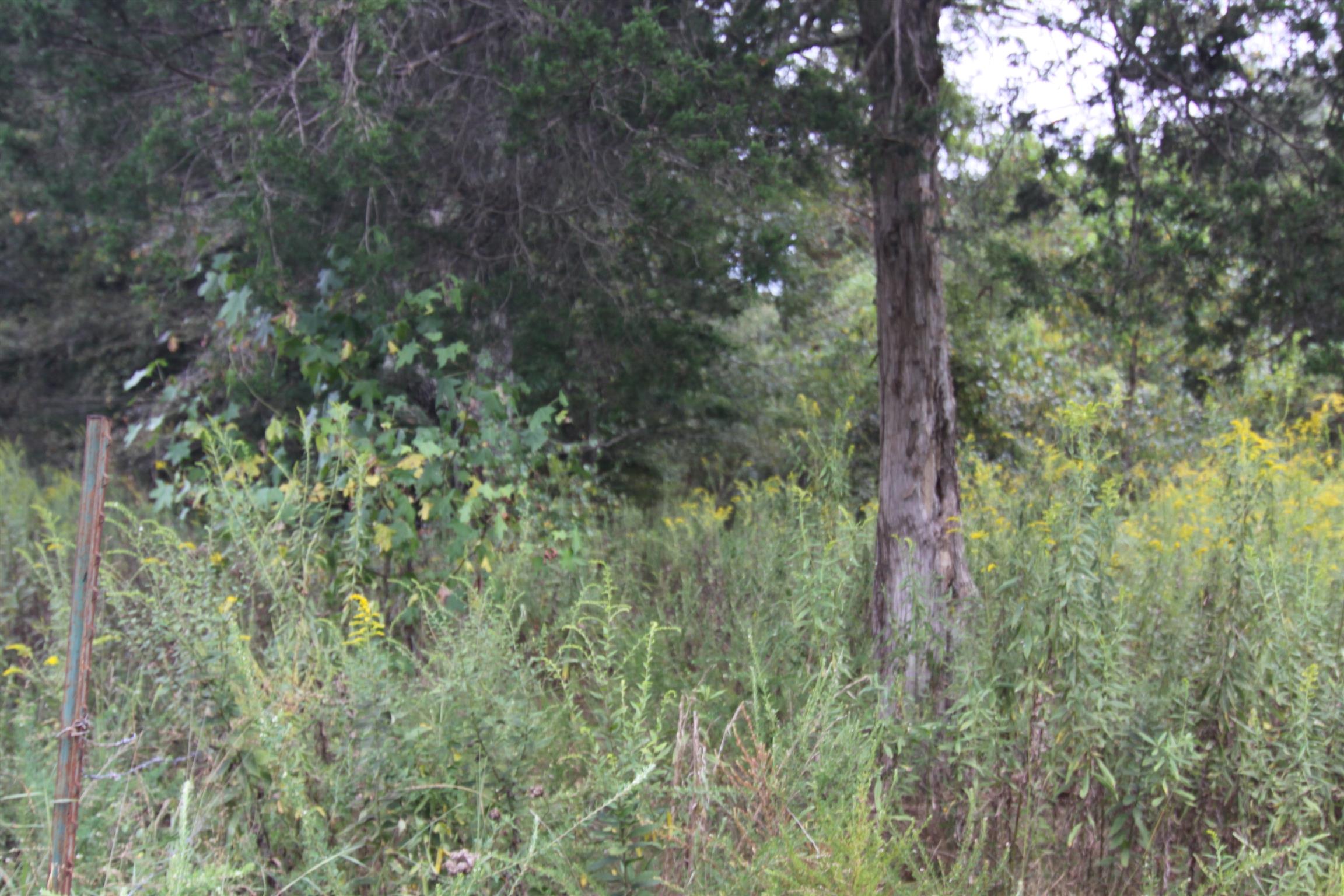 1335 Southside Road Southside, TN 37171 - Photo 3 of 9 a view of a forest with a tree
