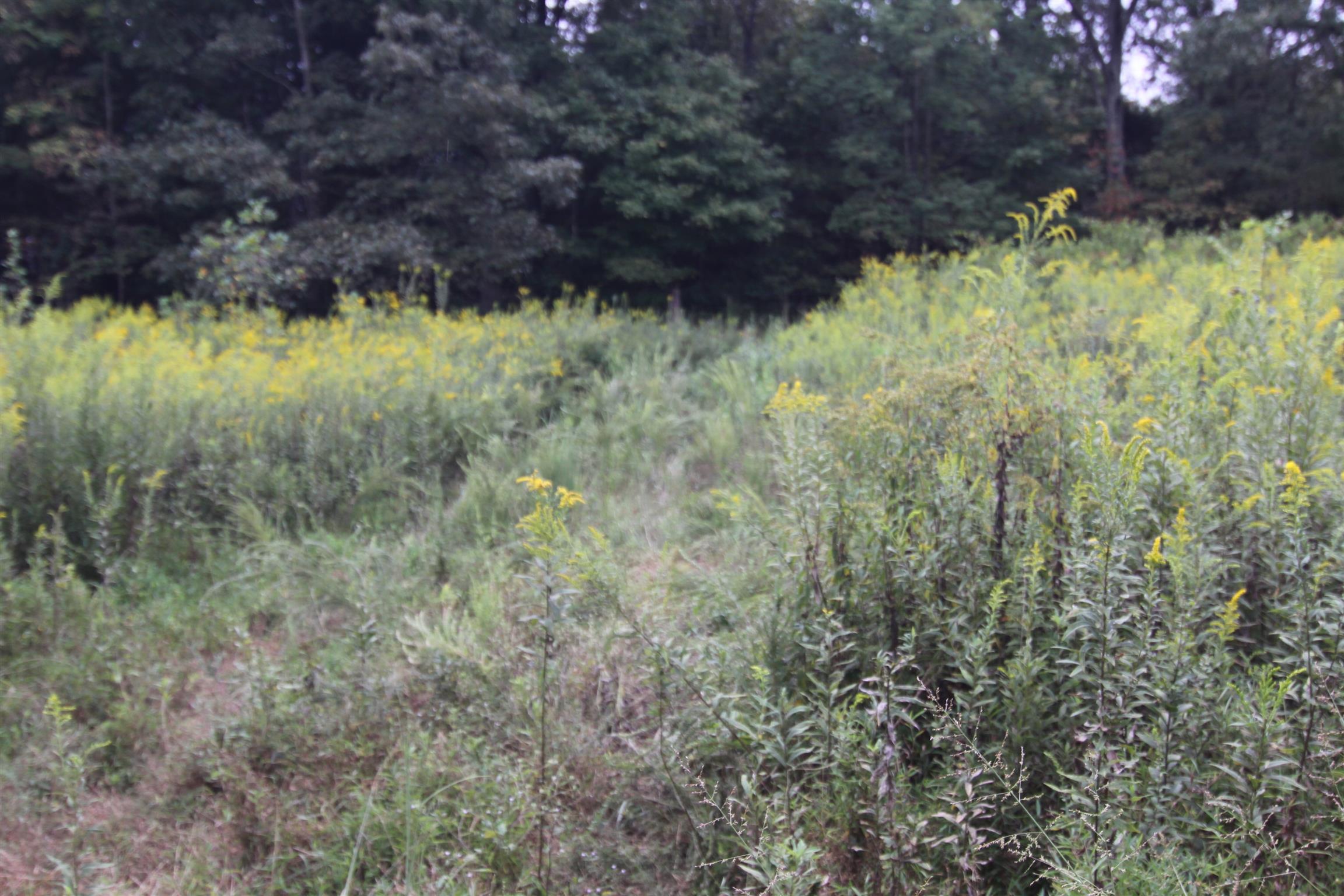 1335 Southside Road Southside, TN 37171 - Photo 4 of 9