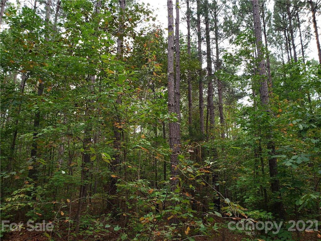 0 Mosley Road, Unit 9 Blacksburg, SC 29702 - Photo 4 of 8 a view of a forest