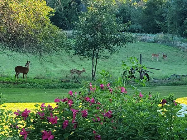 $338,000 | 4885 Gavin Lake Road Northeast, Ada, MI 49301