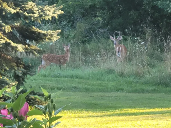 $338,000 | 4885 Gavin Lake Road Northeast, Ada, MI 49301