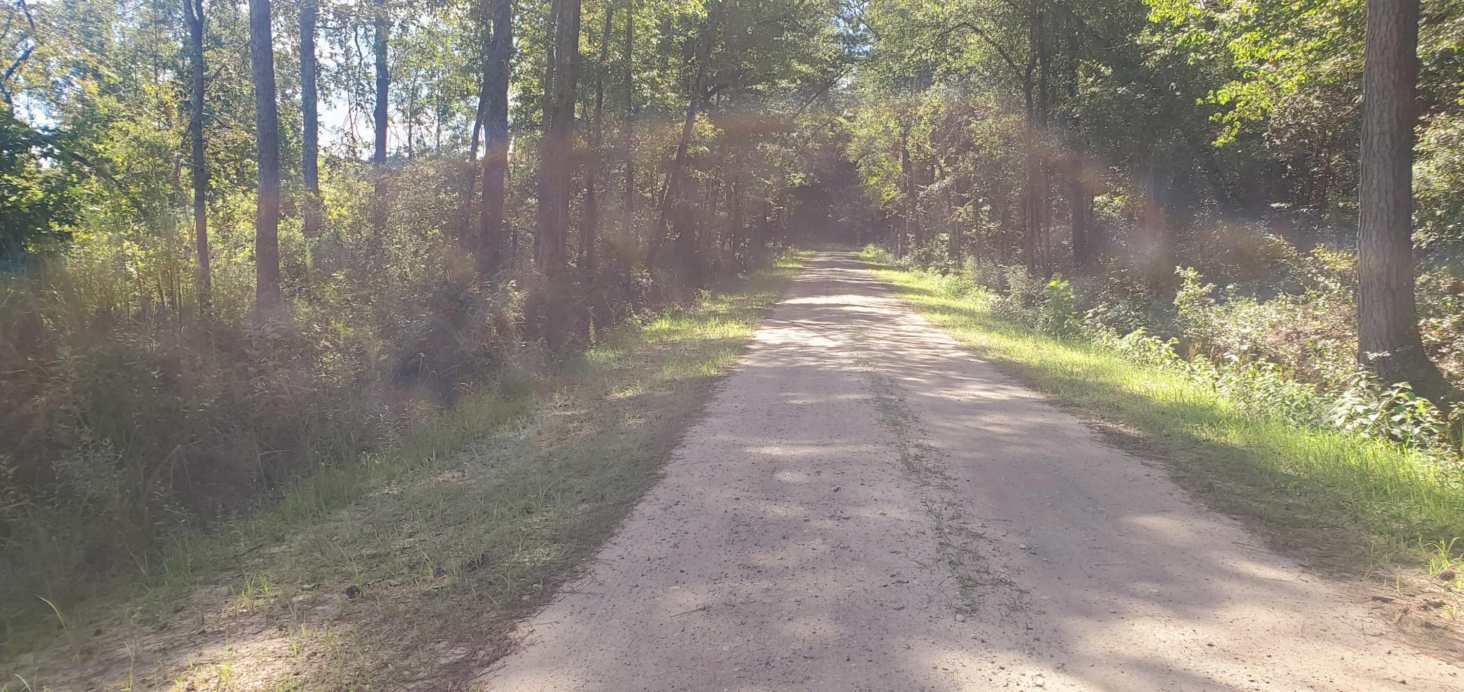 0 Big Hill Road Ruffin, SC 29475 - Photo 2 of 7 20200722_104429