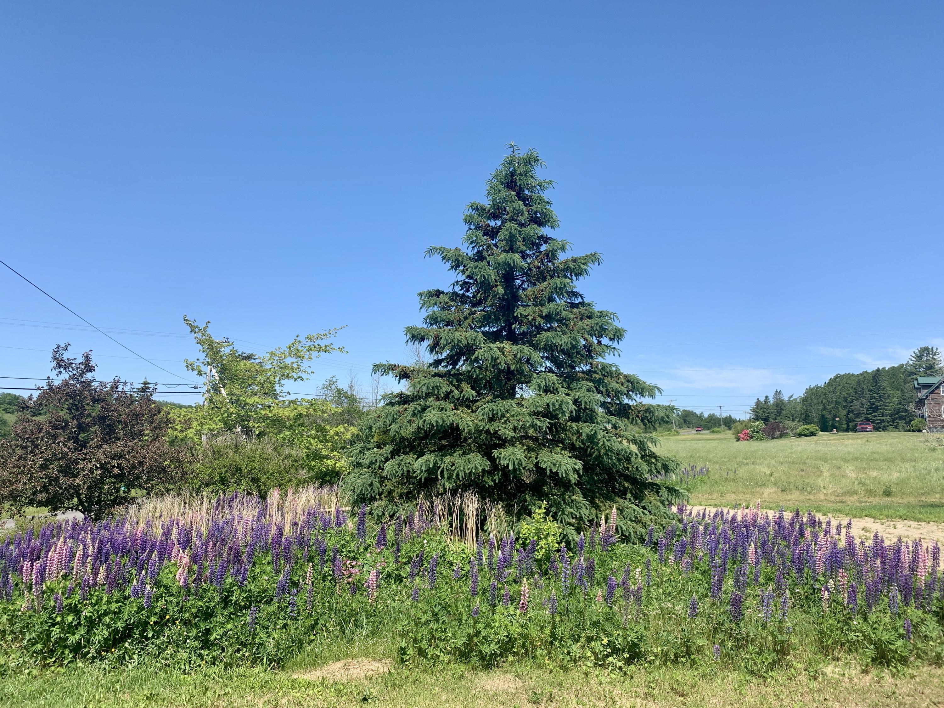 1 Daggett Road Perry, ME 04667 - Photo 70 of 78 IMG_9680