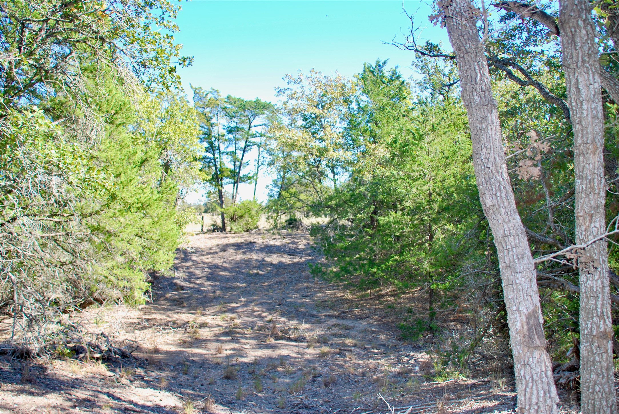 1727 Davis Road West Point, TX 78963 - Photo 30 of 40 a big yard with lots of green space and trees
