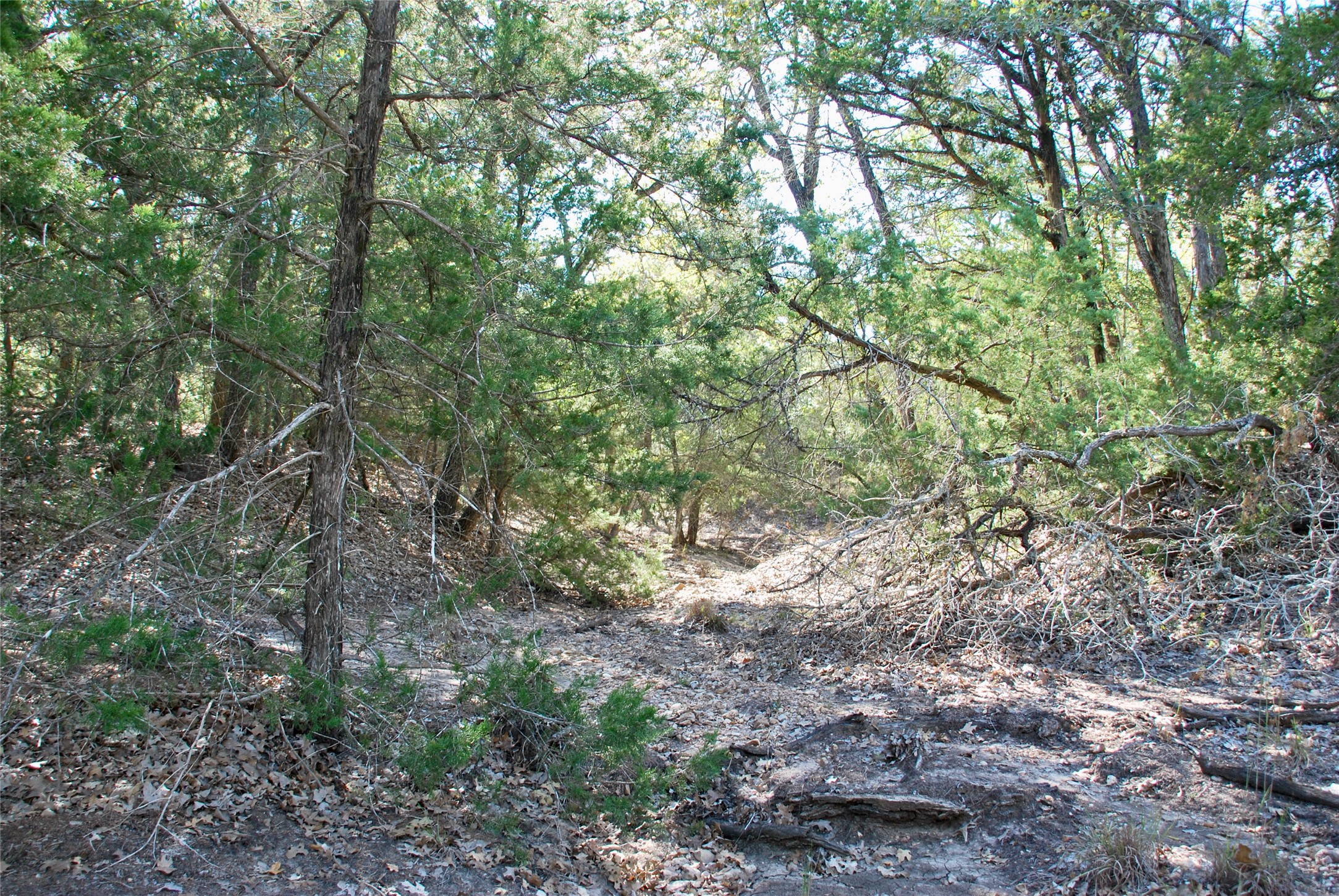 1727 Davis Road West Point, TX 78963 - Photo 32 of 40 a view of forest