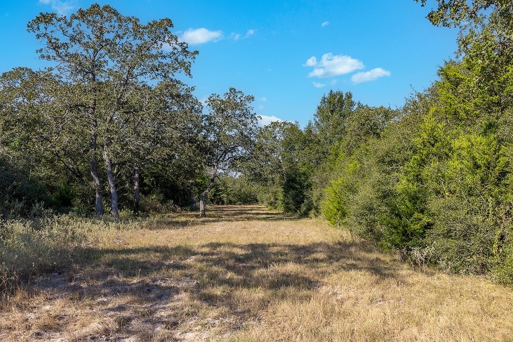 1883 County Road 273 Weimar, TX 78962 - Photo 6 of 25 a view of a yard with a tree