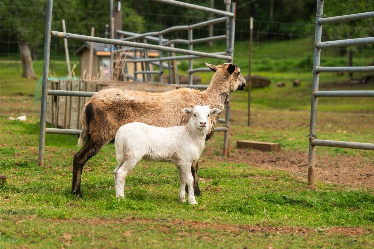 12242 Woodacre Road Grass Valley, CA 95949 - Photo 30 of 48