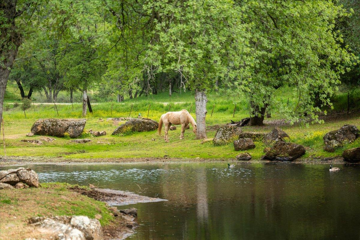 12242 Woodacre Road Grass Valley, CA 95949 - Photo 35 of 48