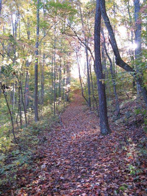 7465 South Harpeth Road Franklin, TN 37064 - Photo 23 of 30 a view of a yard with lots of trees