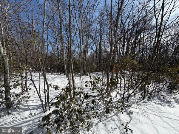 a view of a fire pit with large trees