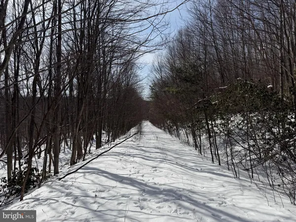 a view of a yard with trees in the background