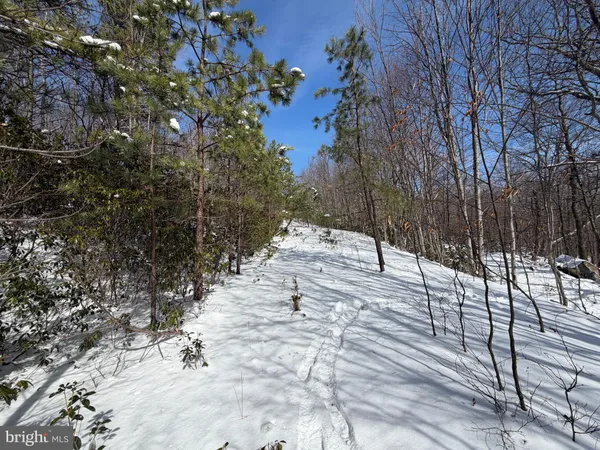 a view of a forest with trees in the background