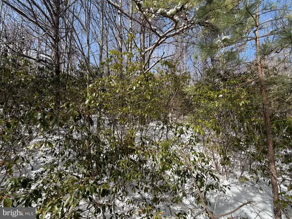 a view of a yard with trees