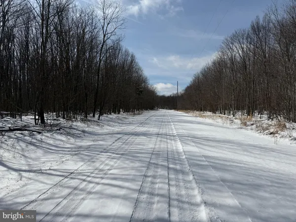 a view of a yard with plants and tree