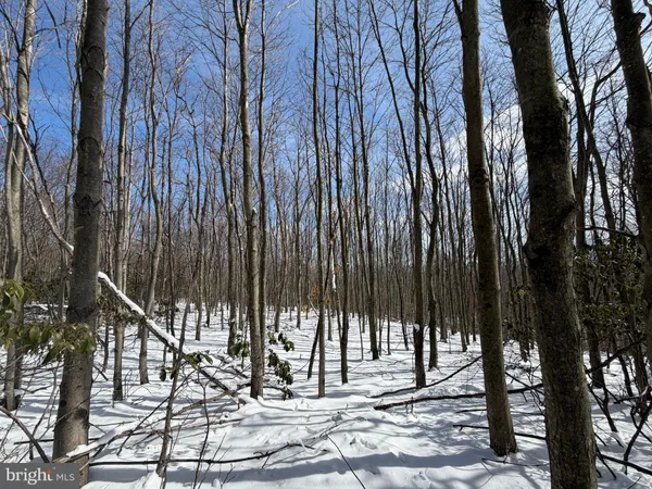 a view of a dry yard with wooden floor