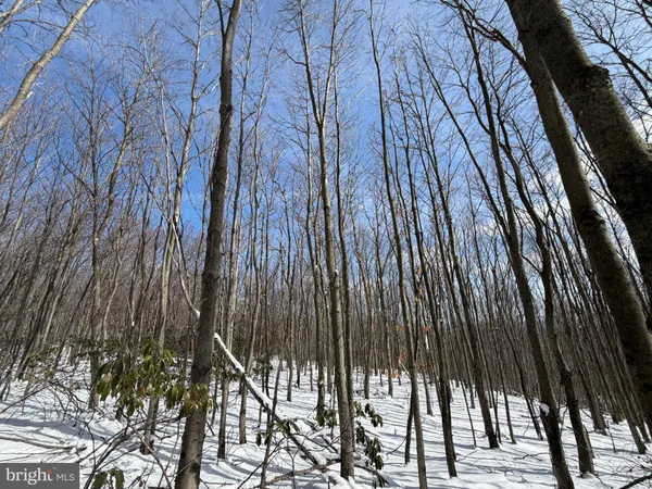 a view of a dry yard with trees