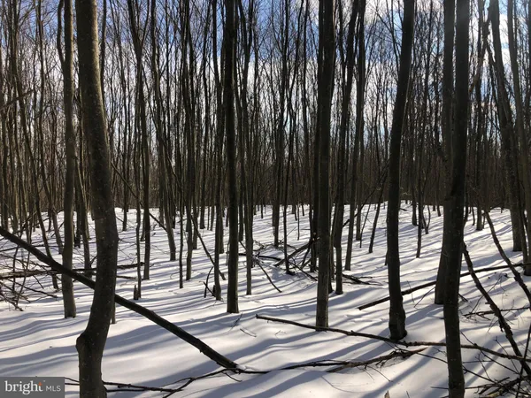 a view of a dry yard