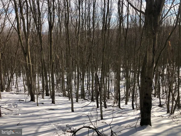 a view of a yard with large trees