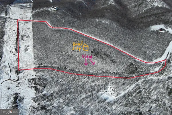 a view of a yard with a large tree