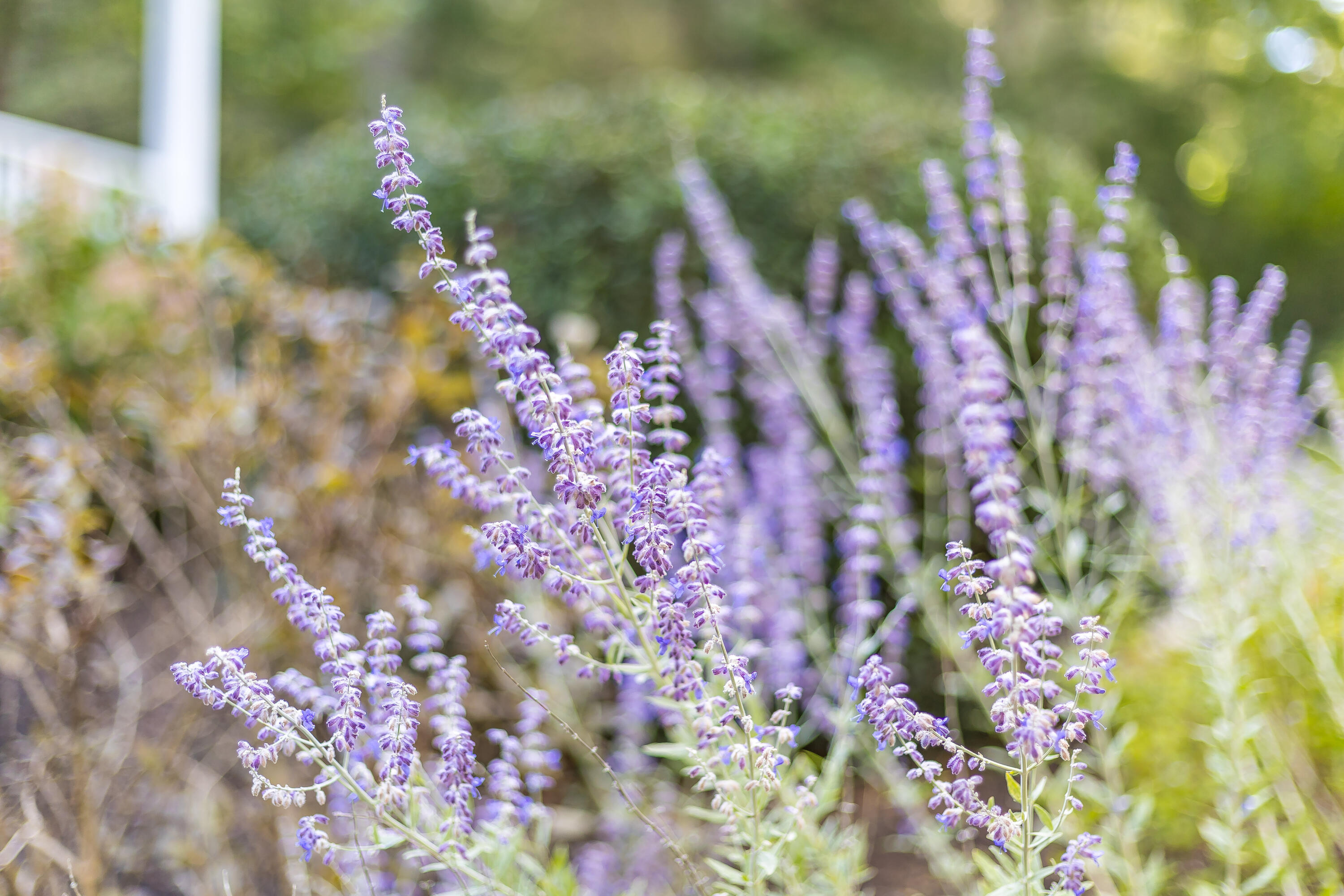 39 A Shawme Road Sandwich, MA 02563 - Photo 37 of 43 044_8p0a2738_931