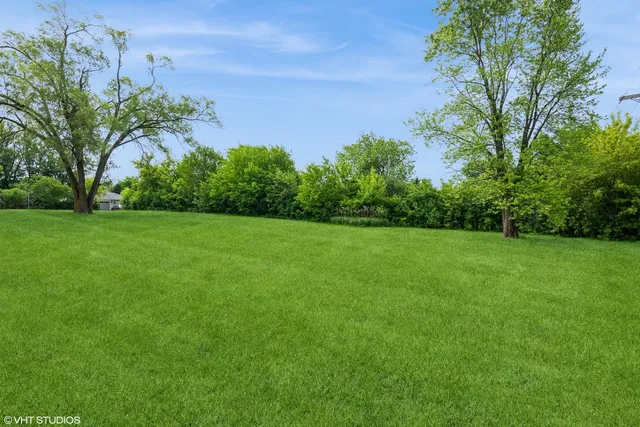 a view of a grassy field with plants and trees
