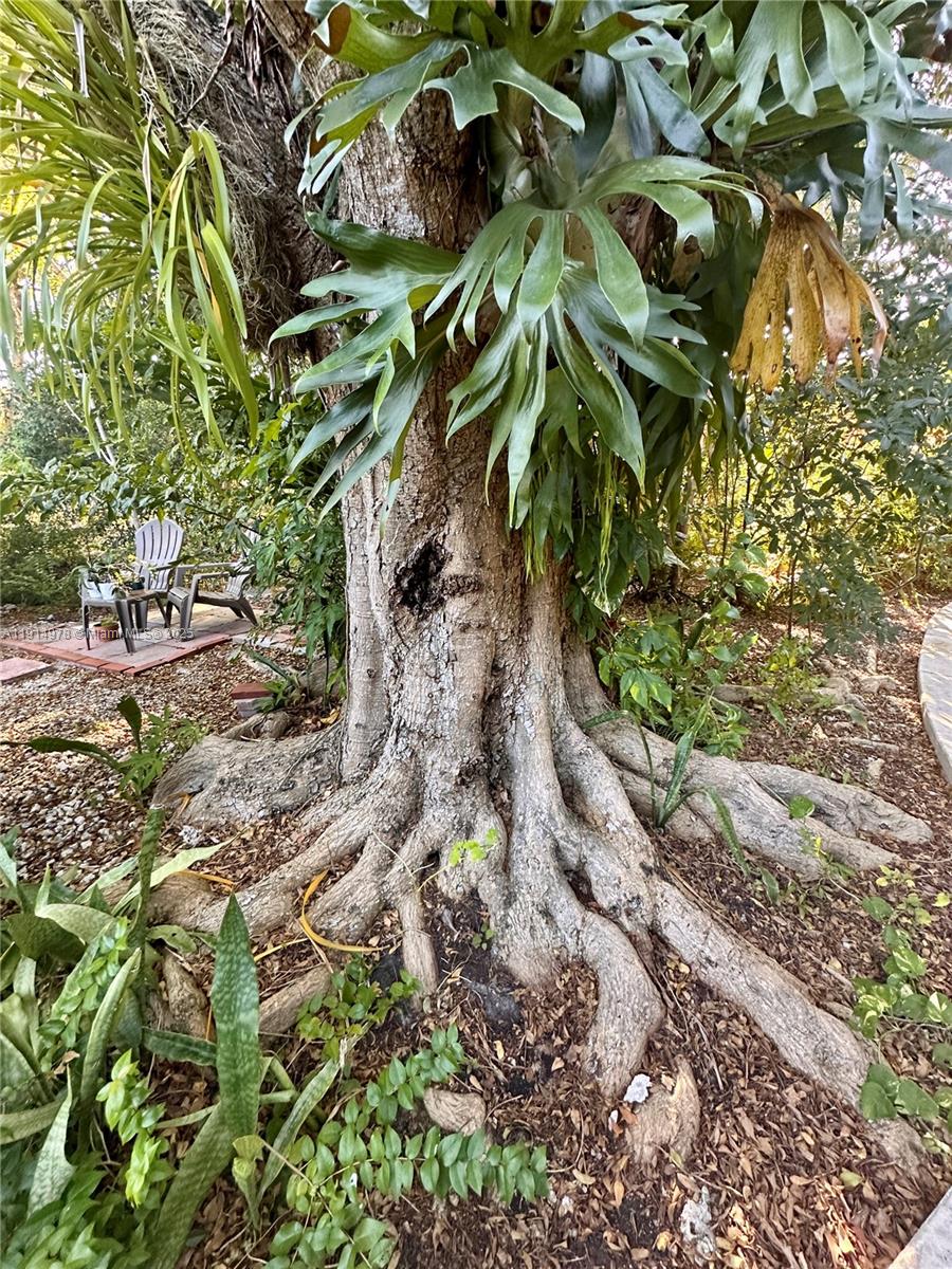 7940 Southwest 55th Avenue, Unit 67D Miami, FL 33143 - Photo 13 of 16 a plant with lots of flowers