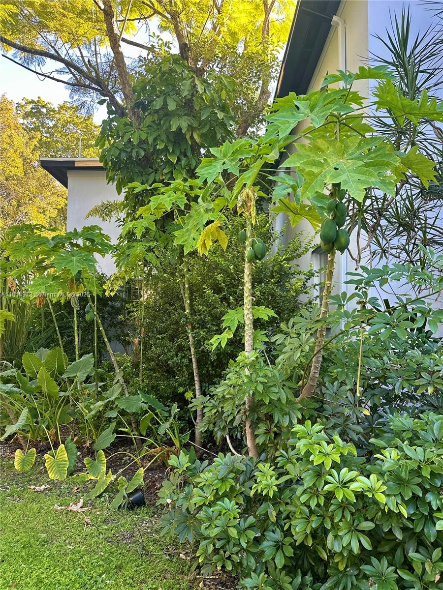 7940 Southwest 55th Avenue, Unit 67D Miami, FL 33143 - Photo 14 of 16 a plant view in yard