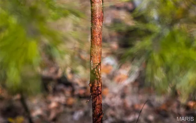 $47,900 | 15682 Winding Trail, Birch Tree, MO 65438