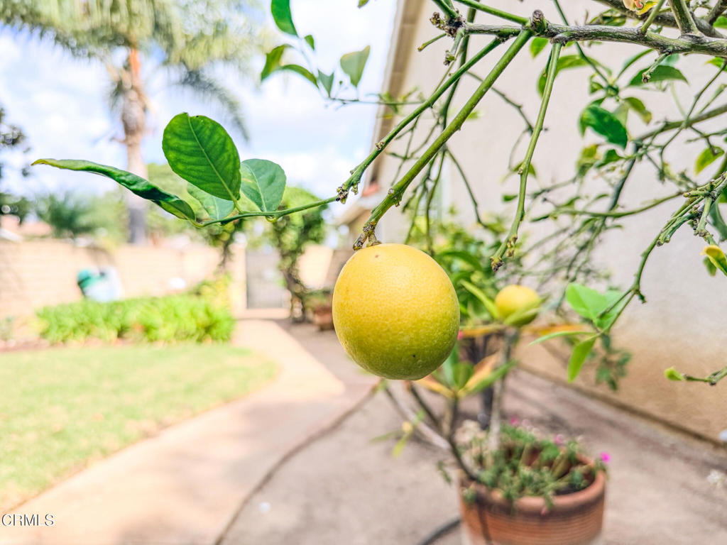 2300 Bayhill Court Oxnard, CA 93036 - Photo 26 of 28 a view of a vase with flowers