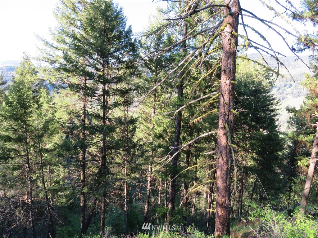 0 Bamber Creek Road Curlew, WA 99118 - Photo 7 of 18 Gallery Image 7